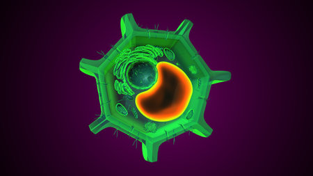 Plant vacuole anatomy. 3d illustrationsの写真素材