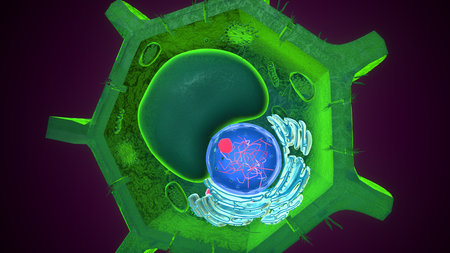 Plant nucleus anatomy. 3d illustrations