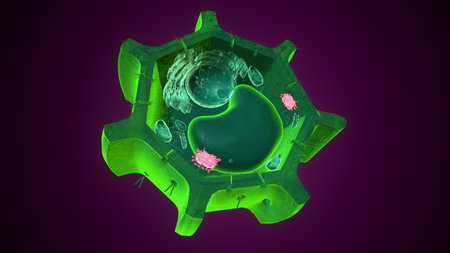 Golgi apparatus anatomy. 3d illustrationsの写真素材