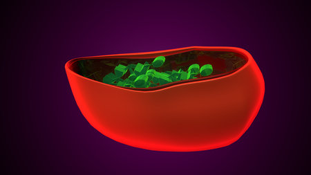 Plant chloroplast anatomy. 3d illustrationsの写真素材