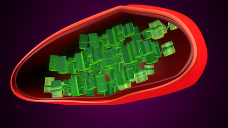 Plant chloroplast anatomy. 3d illustrationsの写真素材