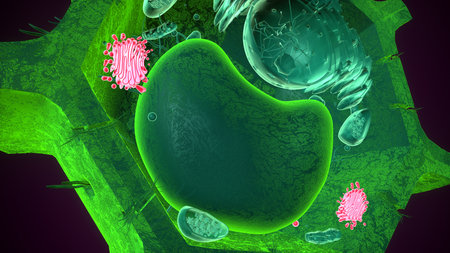 Plant golgi apparatus anatomy. 3d illustrations