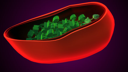 Plant chloroplast anatomy. 3d illustrationsの写真素材