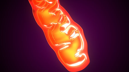 Plant mithochondria anatomy. 3d illustrationsの写真素材