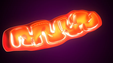 Plant mithochondria anatomy. 3d illustrationsの写真素材