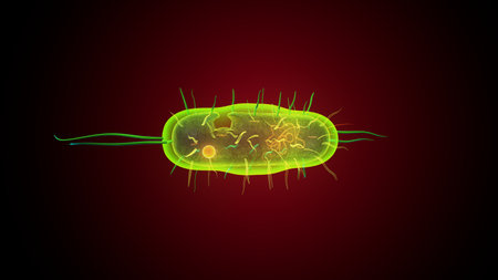 Human bacteria anatomy. 3d illustrationsの写真素材