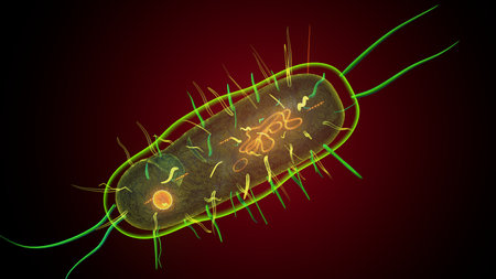 Human bacteria anatomy. 3d illustrationsの写真素材