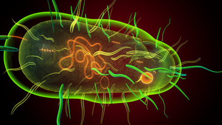 Human bacteria anatomy. 3d illustrationsの写真素材