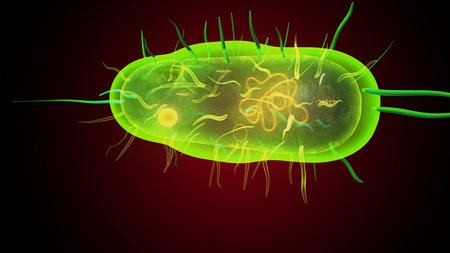 Human bacteria anatomy. 3d illustrationsの写真素材