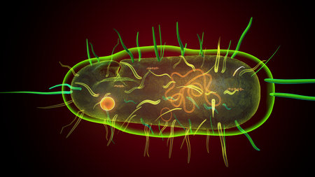 Human bacteria anatomy. 3d illustrations