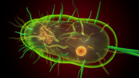 Human bacteria anatomy. 3d illustrations