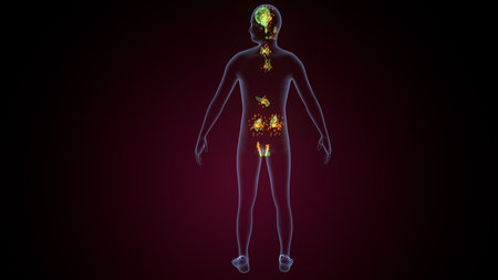 Human glands Anatomy For Medical Concept 3D Illustrationの写真素材