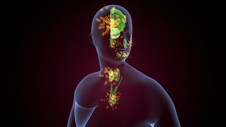 Human brain Anatomy with. 3D Renderingの写真素材