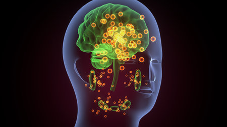 Human brain anatomy with neurons and nervous system. 3D illustration.