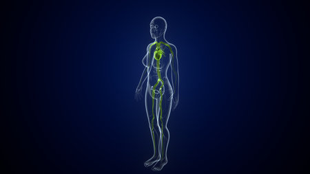 Human heart Anatomy With lymphatic System For Medical Concept 3D Illustration