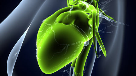 Human Heart Anatomy (Lungs) For Medical Concept 3D Illustrationの写真素材