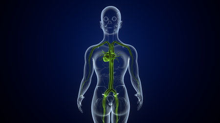 Human Respiratory System Anatomy For Medical Concept 3D Illustrationの写真素材