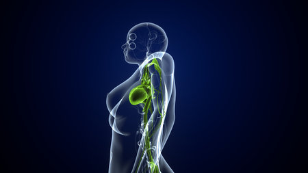 Human heart Anatomy For Medical Conceptの写真素材