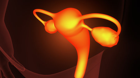 Human Urinary System Anatomy For Medical Concept 3D Illustrationの写真素材