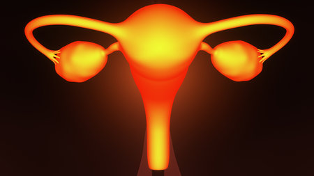 Human Urinary System Anatomy For Medical Concept 3D Illustrationの写真素材
