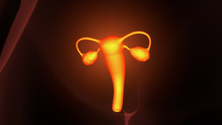 Digital illustration of  Female reproductive system in colour  backgrounの写真素材