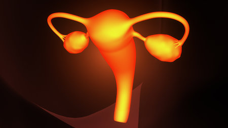 Human Urinary System Anatomy For Medical Concept 3D Illustrationの写真素材