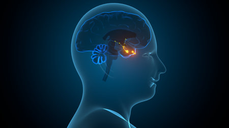 Human brain anatomy on dark background. Medical concept. 3D Rendering