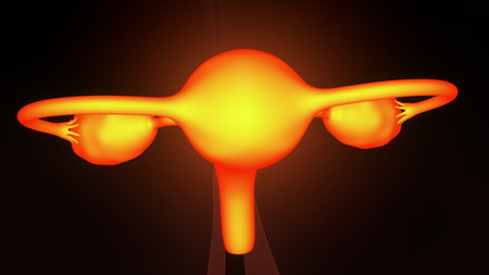 Human ovary anatomy. 3D illustration. 3D CG. High resolution.の写真素材