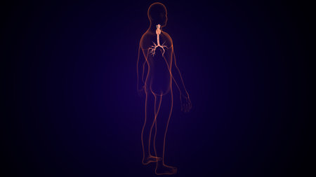 Human  thyroid Anatomy For Medical Concept 3D Illustrationの写真素材