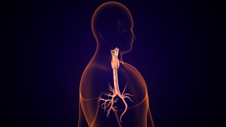 Human thyroid Anatomy For Medical Concept 3D Illustrationの写真素材