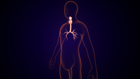 Human thyroid Anatomy with visible veins and arteries on dark backgroundの写真素材