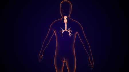 Human Organs Anatomy with Thyroid For Medical Conceptの写真素材
