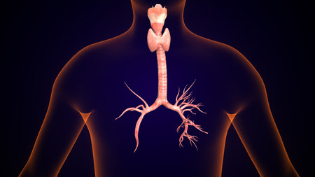 Human Thyroid Anatomy For Medical Concept 3D Illustrationの写真素材