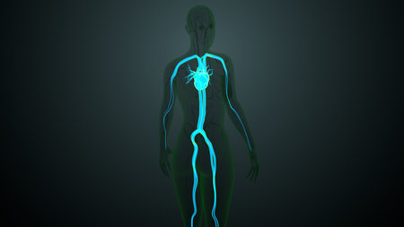 Human arteries and veins Anatomy For Medical Concept