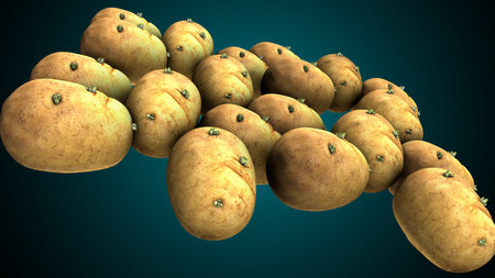 Potatoes in a row, 3d render, horizontal, blue backgroundの写真素材