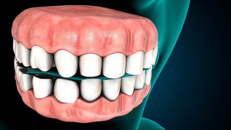 Human jaw with teeth and gums. Medically accurate tooth 3D illustration