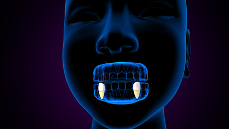 Human Teeth Anatomy For Medical Concept 3D Illustration.の写真素材