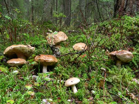 lot of mushrooms (edible boletus) in wet forest at autumnの写真素材