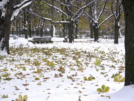 last autumn leaves on first snow in park at Riga, Latviaの写真素材
