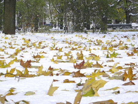 fallen leaves on first snow in park at late autumnの写真素材
