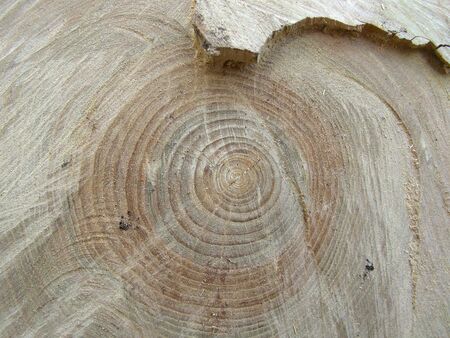 structure of sawed tree with circles of years          の写真素材