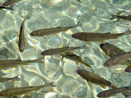 Lots of fishes in clear, transparent water of Plitvice lake (Croatia)          