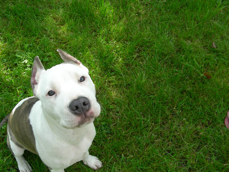 Young american staffordshire terrier sitting on a grassの写真素材