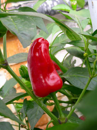 fresh, red sweet pepper growing at greenhouse          の写真素材