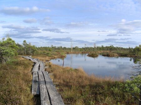 Marsh with plank bridge at autumn in Kemeri, Latvia             の写真素材