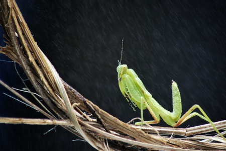 pray mantisの写真素材