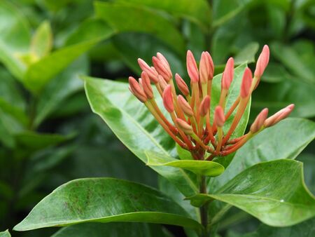 Blossom flower is growingの写真素材