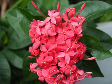 Red flowersの写真素材