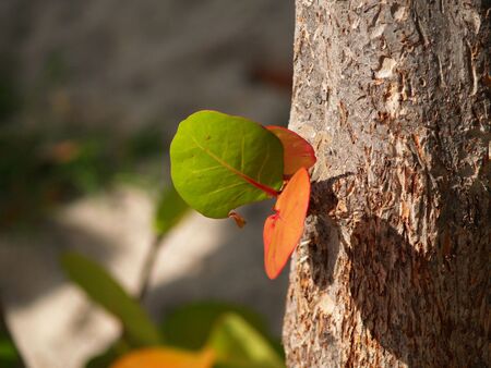 Small Leaves Growing On The Trunk Of The Tree