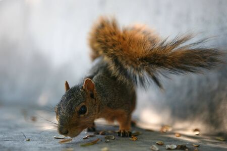 Squirrelの写真素材